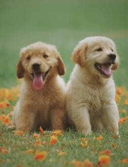Chien à adopter