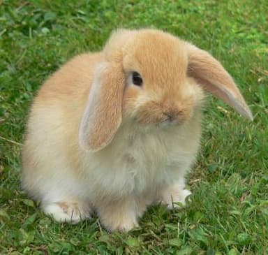 Lapin à adopter